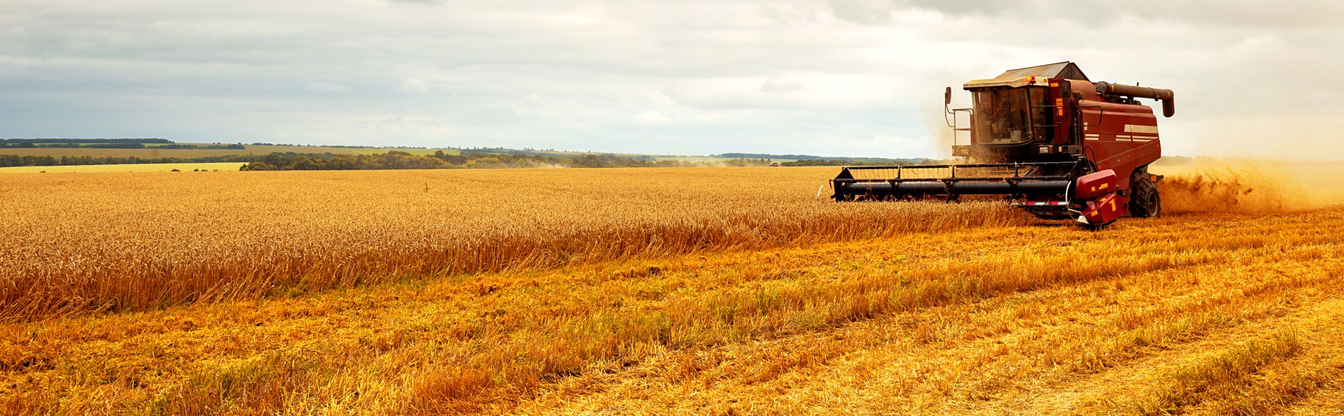 Combine harvester working a wheat field at harvest